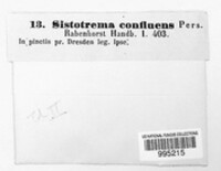 Sistotrema confluens image